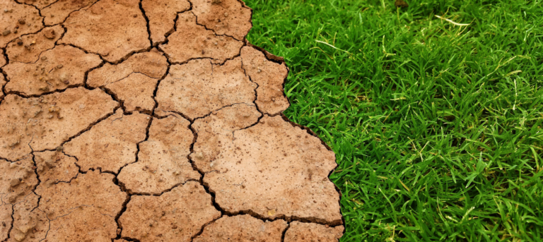 Picture of green grass and dry ground to represent climate change and the need for sustainability training